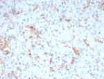 Apolipoprotein A4/apoA-IV Antibody in Immunohistochemistry (Paraffin) (IHC (P))