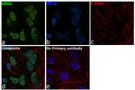 MSH2 Antibody in Immunocytochemistry (ICC/IF)