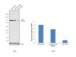 MSH2 Antibody in Western Blot (WB)