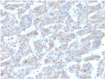 Apolipoprotein B /APOB Antibody in Immunohistochemistry (Paraffin) (IHC (P))