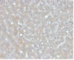 Apolipoprotein B/APOB Antibody in Immunohistochemistry (Paraffin) (IHC (P))