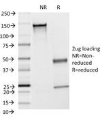 CD54/ICAM-1 Antibody in SDS-PAGE (SDS-PAGE)