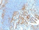 CD54/ICAM-1 Antibody in Immunohistochemistry (Paraffin) (IHC (P))