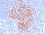 CD54/ICAM-1 Antibody in Immunohistochemistry (Paraffin) (IHC (P))