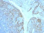 CD54/ICAM-1 Antibody in Immunohistochemistry (Paraffin) (IHC (P))