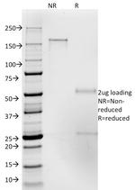 CD50/ICAM3 Antibody in SDS-PAGE (SDS-PAGE)