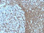 CD50/ICAM3 Antibody in Immunohistochemistry (Paraffin) (IHC (P))