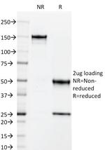 CD50/ICAM3 Antibody in SDS-PAGE (SDS-PAGE)