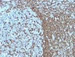 CD50/ICAM3 Antibody in Immunohistochemistry (Paraffin) (IHC (P))