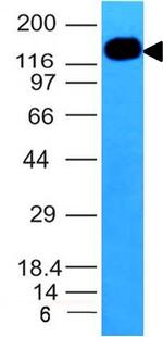 CD50/ICAM3 Antibody in Western Blot (WB)