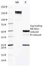 CD50/ICAM3 Antibody in SDS-PAGE (SDS-PAGE)