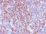 CD50/ICAM3 Antibody in Immunohistochemistry (Paraffin) (IHC (P))