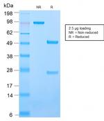 CD50/ICAM3 Antibody in SDS-PAGE (SDS-PAGE)