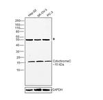 Cytochrome C Antibody in Western Blot (WB)