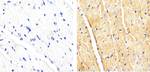 p38 MAPK beta Antibody in Immunohistochemistry (Paraffin) (IHC (P))