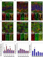 Ankyrin G Antibody in Immunohistochemistry (Frozen) (IHC (F))