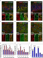 Ankyrin G Antibody in Immunohistochemistry (Frozen) (IHC (F))