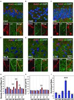 Ankyrin G Antibody in Immunohistochemistry (Frozen) (IHC (F))