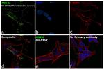 Ankyrin G Antibody in Immunocytochemistry (ICC/IF)