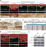 IQGAP1 Antibody in Immunohistochemistry (IHC)