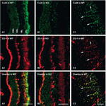 Connexin 36 Antibody in Immunohistochemistry (IHC)