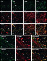 Connexin 36 Antibody in Immunohistochemistry (IHC)