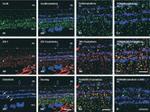 Connexin 36 Antibody in Immunohistochemistry (IHC)