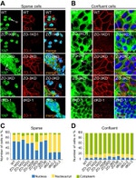 ZO-3 Antibody in Immunocytochemistry (ICC/IF)