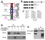 Claudin 1 Antibody in Western Blot (WB)