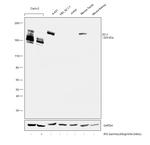 ZO-1 Antibody in Western Blot (WB)