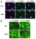 ZO-1 Antibody in Immunocytochemistry (ICC/IF)