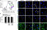 ZO-1 Antibody in Immunocytochemistry (ICC/IF)