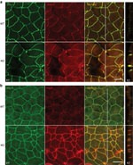 ZO-1 Antibody in Immunocytochemistry (ICC/IF)