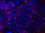 ZO-1 Antibody in Immunocytochemistry (ICC/IF)