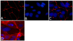 ZO-1 Antibody in Immunocytochemistry (ICC/IF)