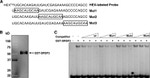 SRSF3 Antibody in Western Blot (WB)