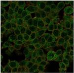 ID1 (Inhibitor of DNA-binding) (Transcription Factor) Antibody in Immunocytochemistry (ICC/IF)