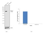 NFkB p65 Antibody