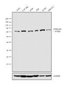 NFkB p65 Antibody in Western Blot (WB)