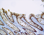 Claudin 3 Antibody in Immunohistochemistry (IHC)