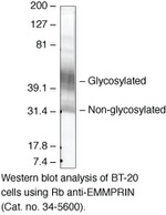 CD147 Antibody in Western Blot (WB)