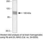 MAG Antibody in Western Blot (WB)