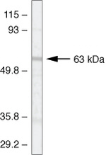 P2Y1 Antibody in Western Blot (WB)