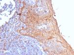 STING1/TMEM173 Antibody in Immunohistochemistry (Paraffin) (IHC (P))