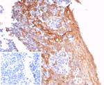 STING1/TMEM173 Antibody in Immunohistochemistry (Paraffin) (IHC (P))