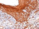 STING1/TMEM173 Antibody in Immunohistochemistry (Paraffin) (IHC (P))