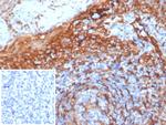 STING1/TMEM173 Antibody in Immunohistochemistry (Paraffin) (IHC (P))