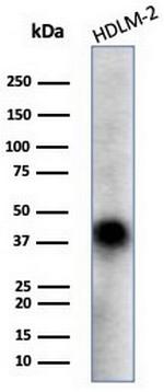 STING1/TMEM173 Antibody in Western Blot (WB)