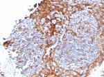 STING1/TMEM173 Antibody in Immunohistochemistry (Paraffin) (IHC (P))