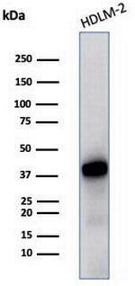 STING1/TMEM173 Antibody in Western Blot (WB)